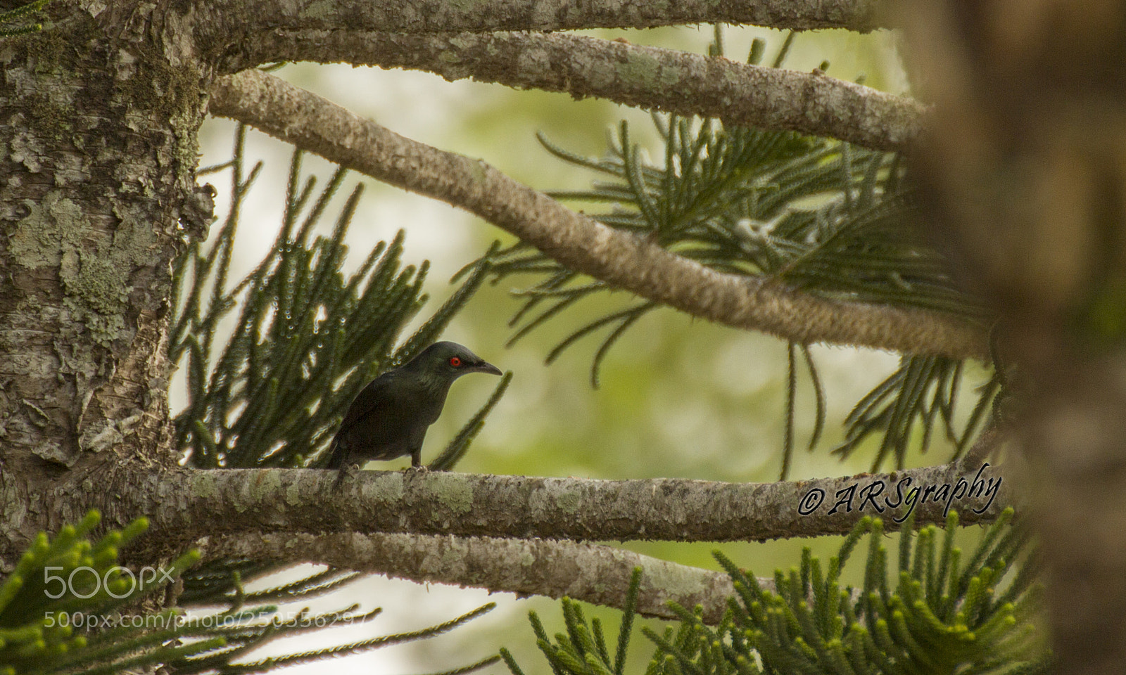 Canon EOS 600D (Rebel EOS T3i / EOS Kiss X5) sample photo. Black bird photography