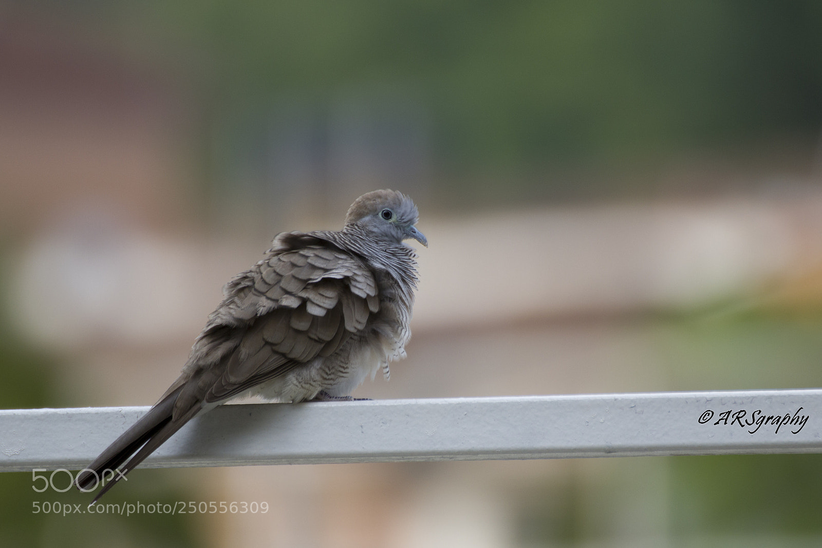 Canon EOS 600D (Rebel EOS T3i / EOS Kiss X5) sample photo. Dove photography