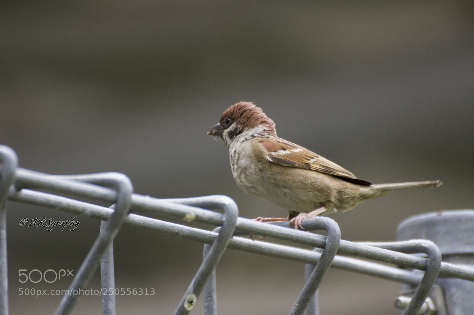Canon EOS 600D (Rebel EOS T3i / EOS Kiss X5) sample photo. Sparrow photography