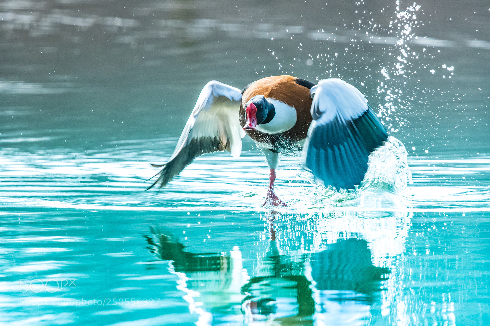 Nikon D500 sample photo. Duck start photography