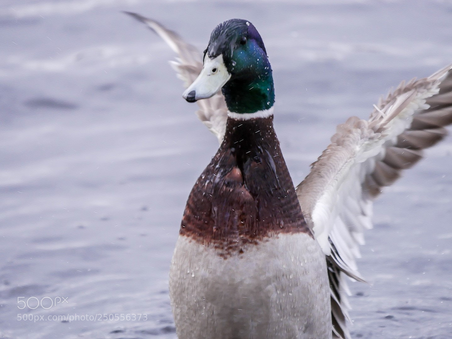 Panasonic Lumix DMC-GX85 (Lumix DMC-GX80 / Lumix DMC-GX7 Mark II) sample photo. Mallard and water photography