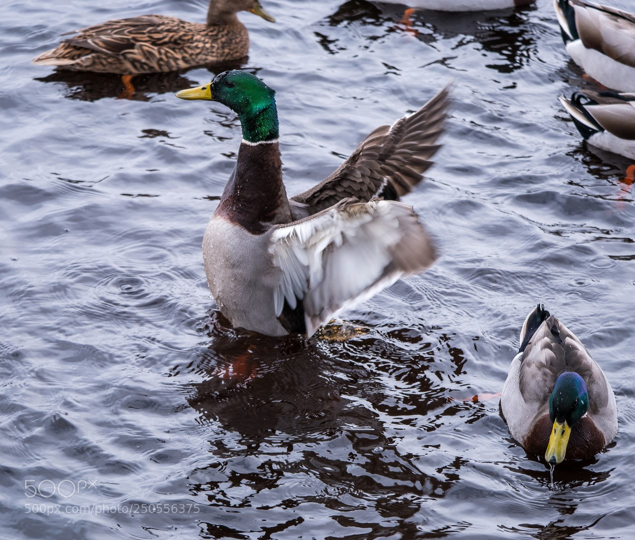 Panasonic Lumix DMC-GX85 (Lumix DMC-GX80 / Lumix DMC-GX7 Mark II) sample photo. Mallard and water photography