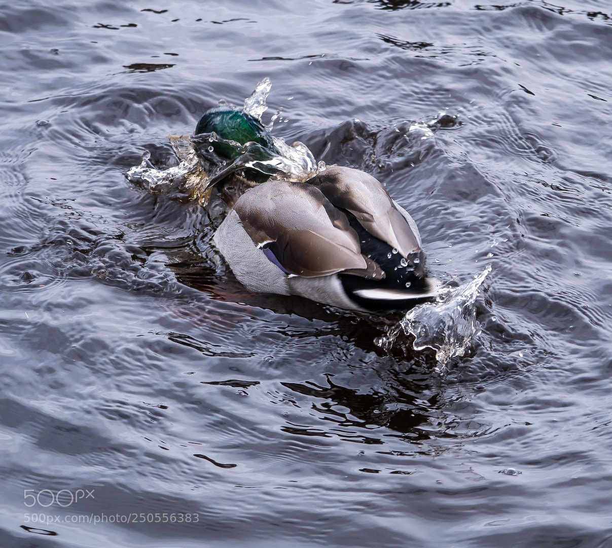Panasonic Lumix DMC-GX85 (Lumix DMC-GX80 / Lumix DMC-GX7 Mark II) sample photo. Mallard and water photography