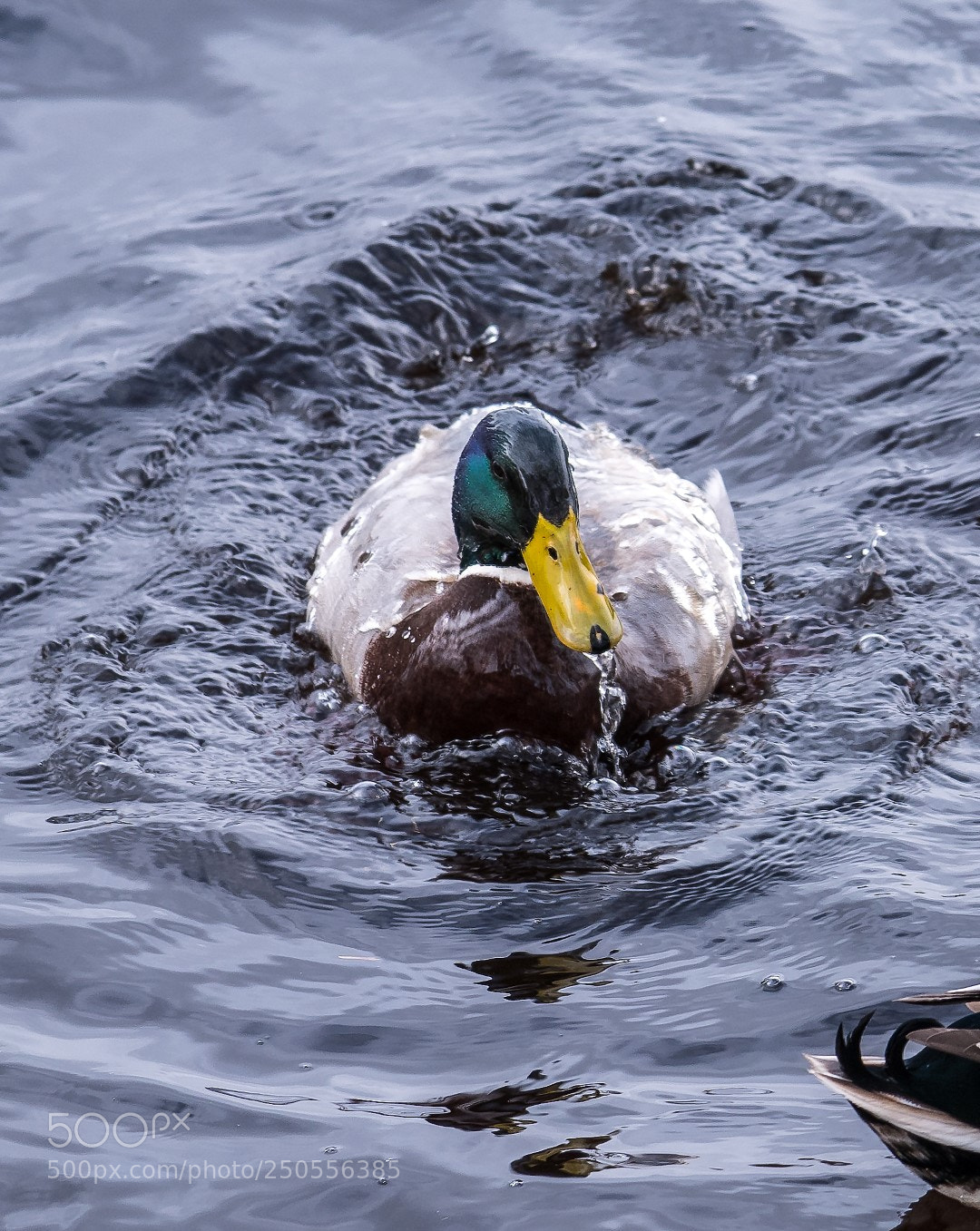 Panasonic Lumix DMC-GX85 (Lumix DMC-GX80 / Lumix DMC-GX7 Mark II) sample photo. Mallard and water photography