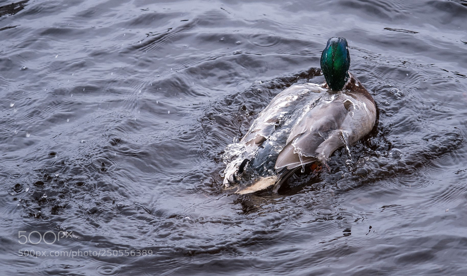 Panasonic Lumix DMC-GX85 (Lumix DMC-GX80 / Lumix DMC-GX7 Mark II) sample photo. Mallard and water photography