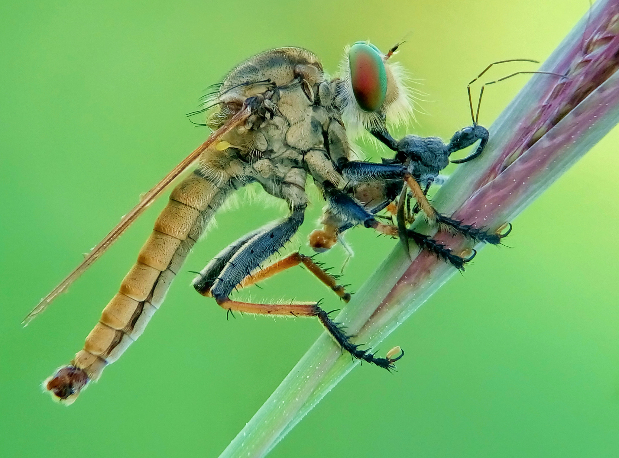 Meizu m2 sample photo. Robber fly photography