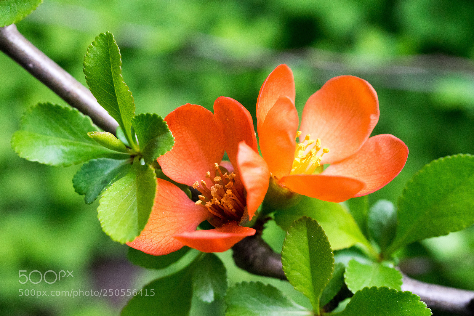 Sony a7 sample photo. Japanese quince# 1 photography