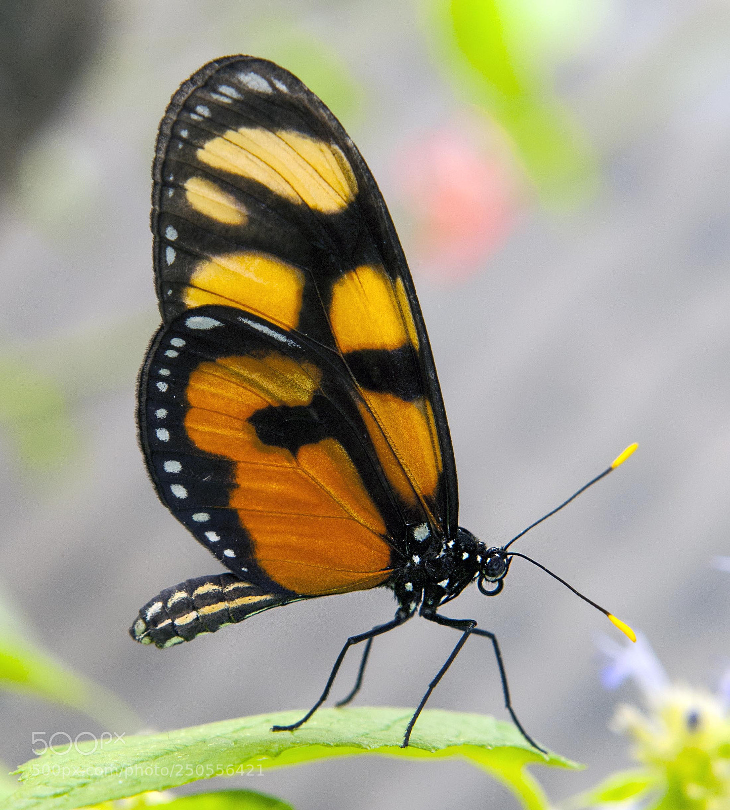 Nikon D300 sample photo. Small beauty photography