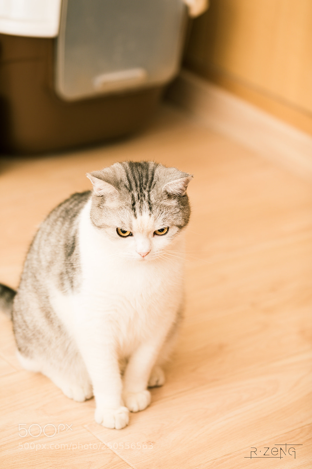 Canon EOS 5D Mark IV sample photo. Tired boy photography