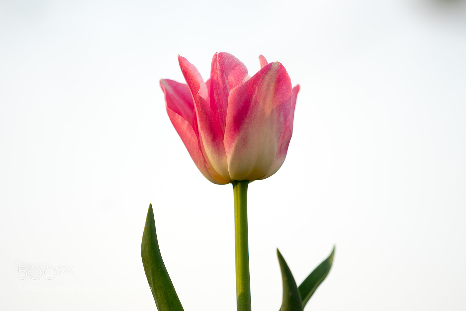 Sony a7 sample photo. Tulip #3 photography