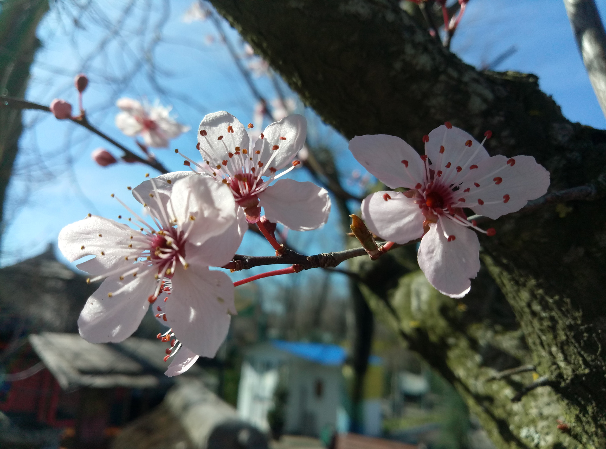 Meizu M3 Max sample photo. Prunus cerasifera pissardii photography