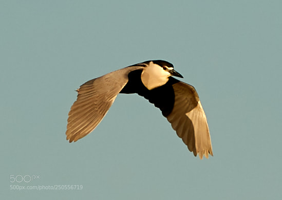 Canon EOS-1D X Mark II sample photo. 03-24-18-0009295.jpg photography