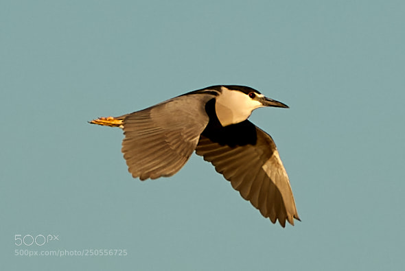 Canon EOS-1D X Mark II sample photo. 03-24-18-0009293.jpg photography