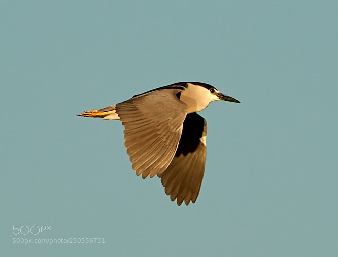 Canon EOS-1D X Mark II sample photo. 03-24-18-0009291.jpg photography