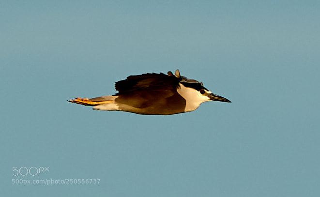 Canon EOS-1D X Mark II sample photo. 03-24-18-0009290.jpg photography