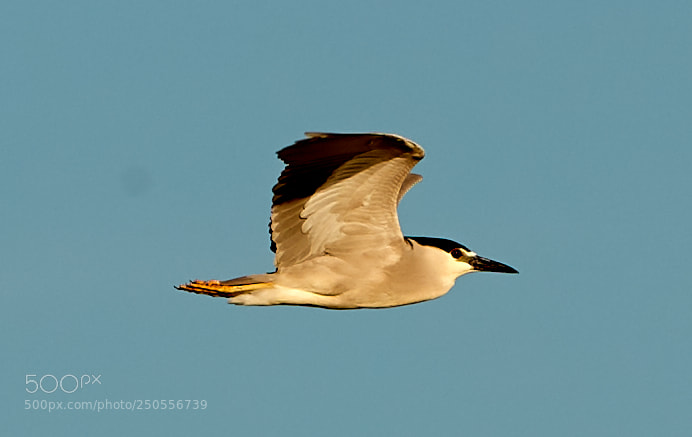 Canon EOS-1D X Mark II sample photo. 03-24-18-0009289.jpg photography