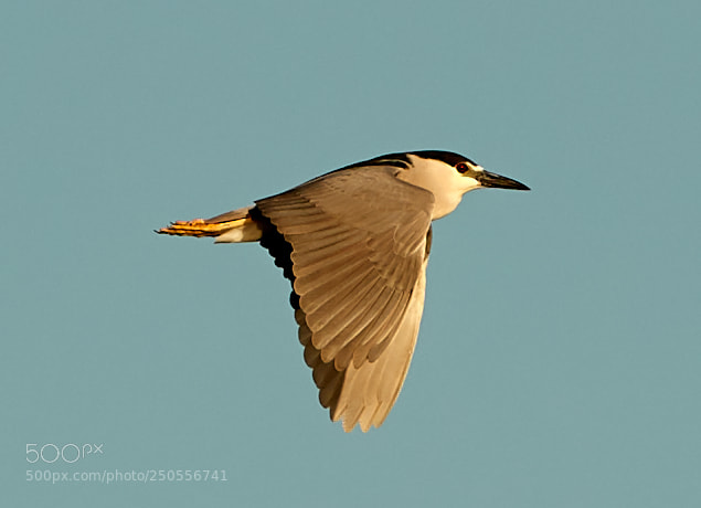Canon EOS-1D X Mark II sample photo. 03-24-18-0009288.jpg photography