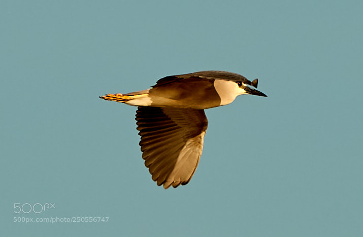 Canon EOS-1D X Mark II sample photo. 03-24-18-0009286.jpg photography