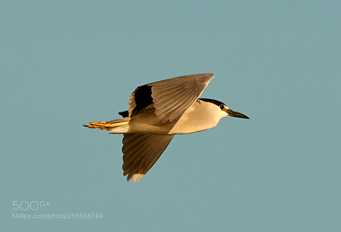 Canon EOS-1D X Mark II sample photo. 03-24-18-0009287.jpg photography