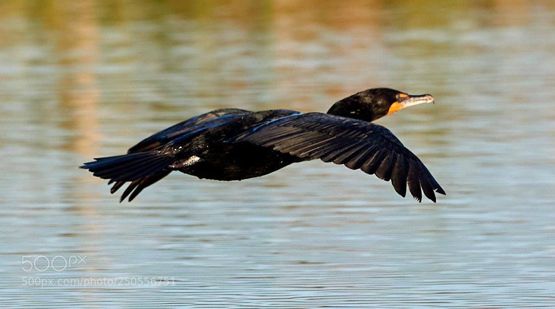 Canon EOS-1D X Mark II sample photo. 03-24-18-0009278 1.jpg photography
