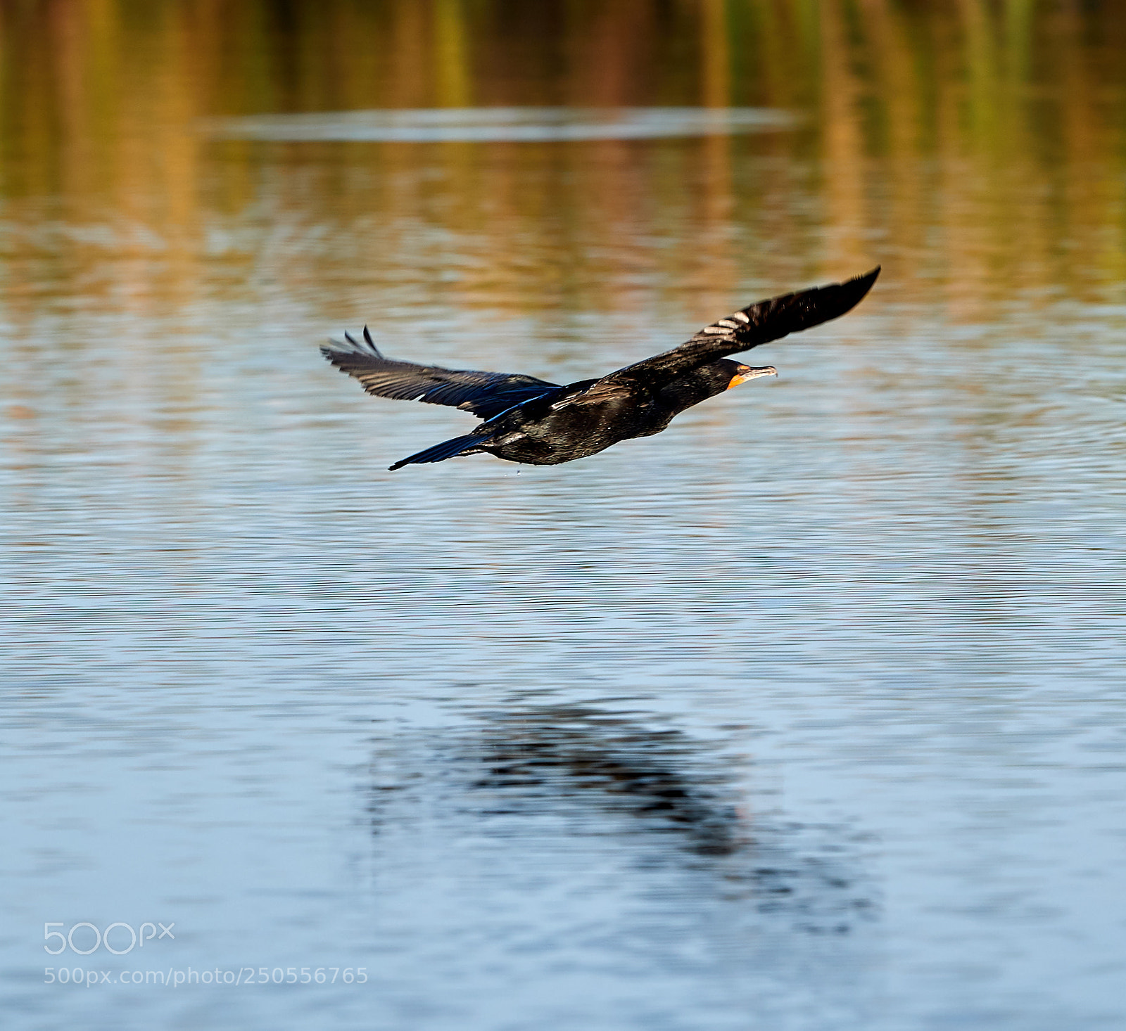 Canon EOS-1D X Mark II sample photo. 03-24-18-0009277 1.jpg photography