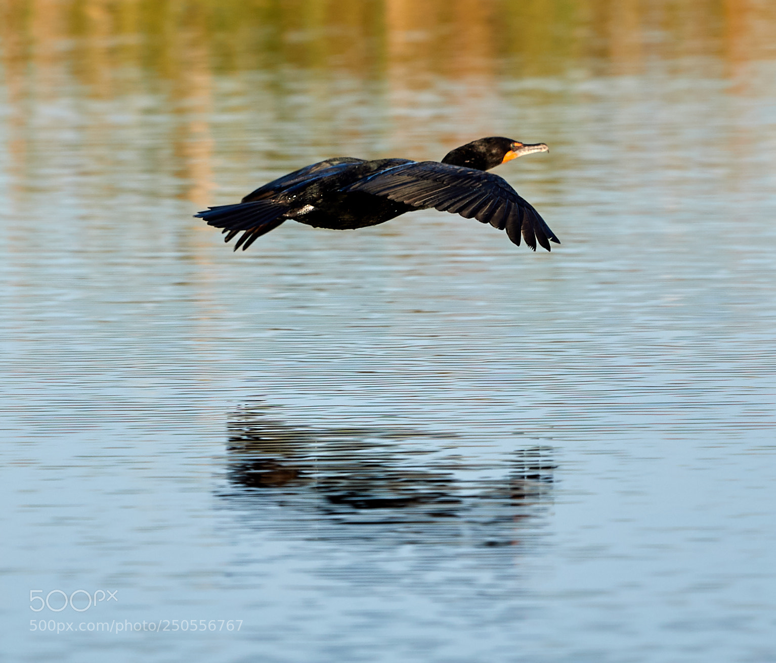 Canon EOS-1D X Mark II sample photo. 03-24-18-0009278.jpg photography