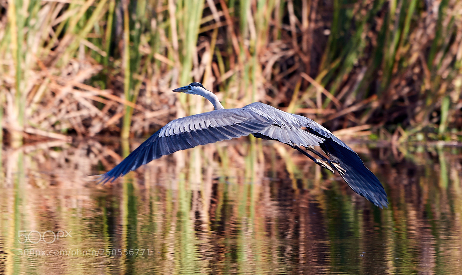 Canon EOS-1D X Mark II sample photo. 03-24-18-0009274.jpg photography
