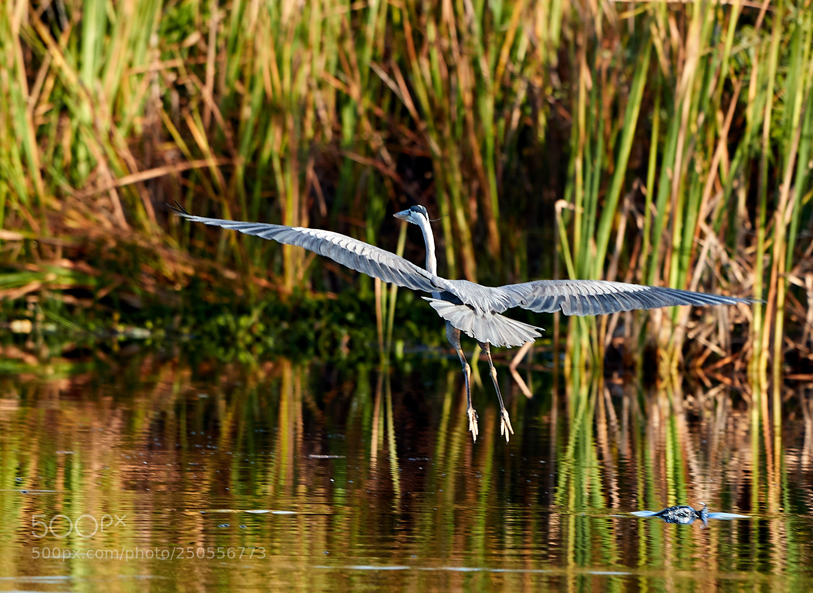 Canon EOS-1D X Mark II sample photo. 03-24-18-0009271.jpg photography