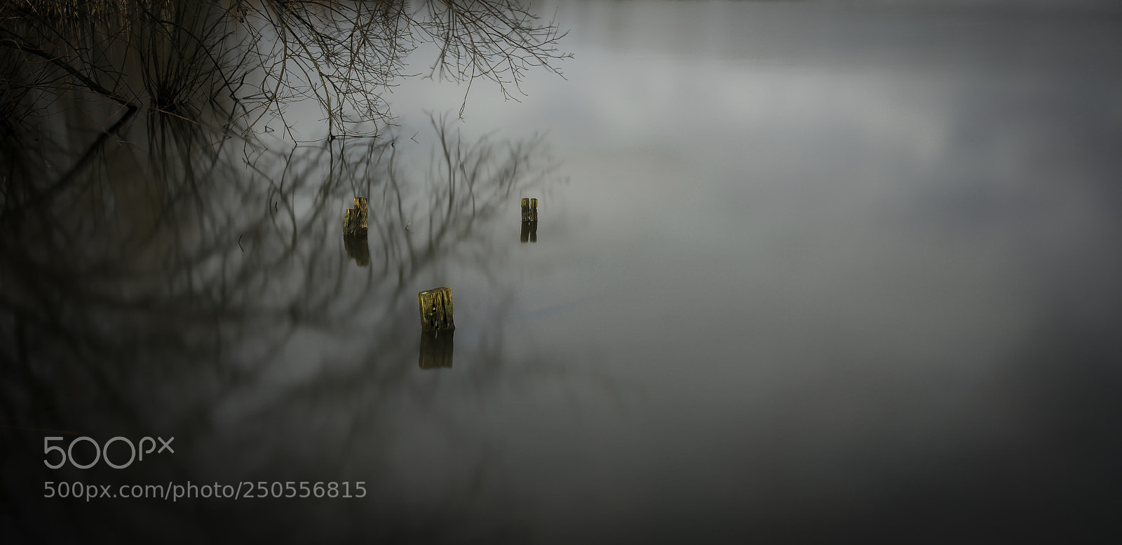 Sony a7R II sample photo. Swamp photography