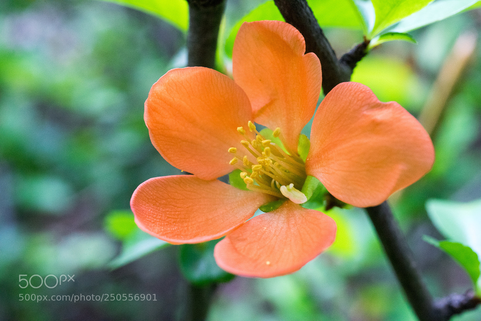 Sony a7 sample photo. Japanese quince# 2 photography