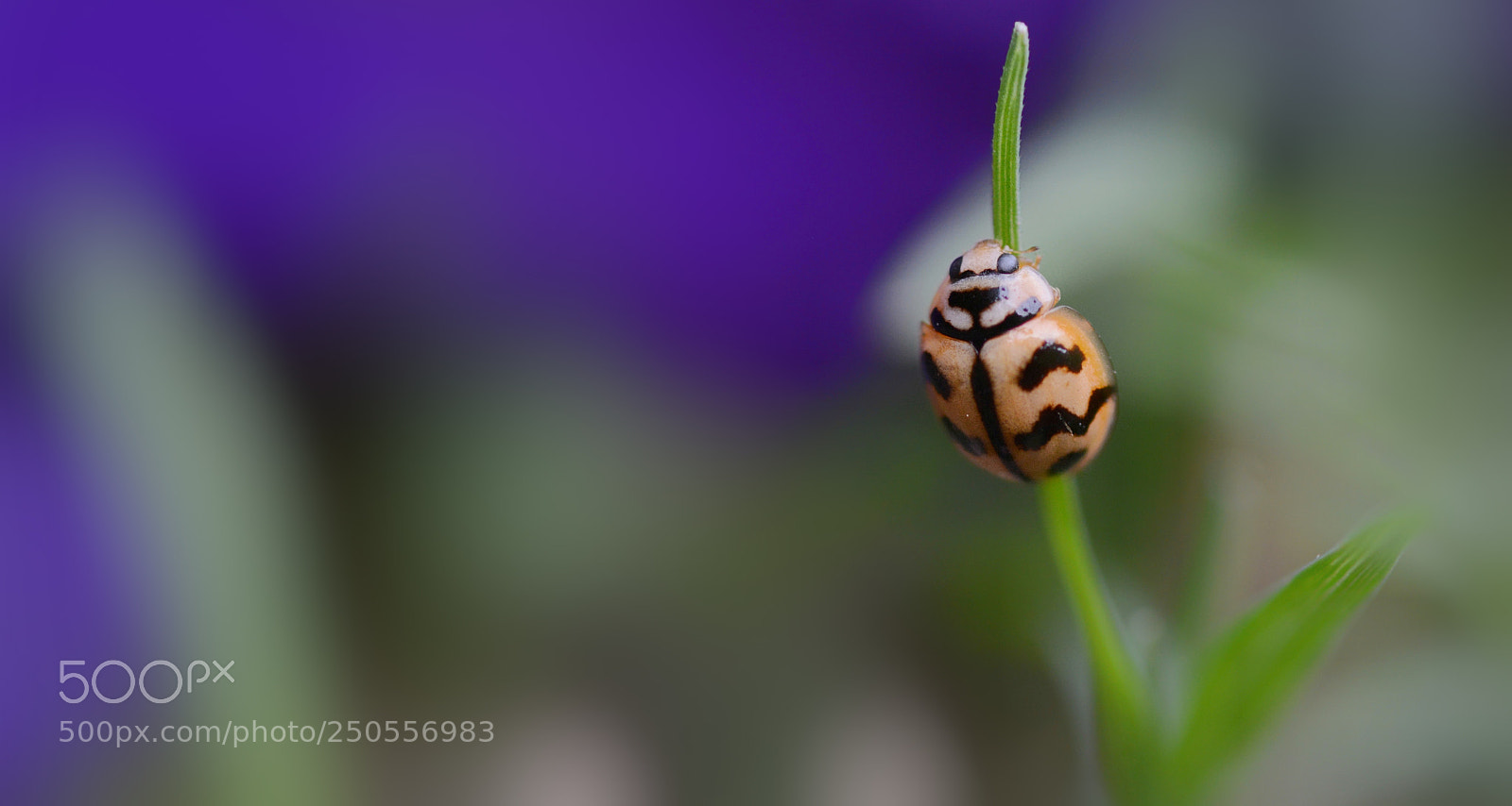 Nikon D7100 sample photo. Ladybug photography