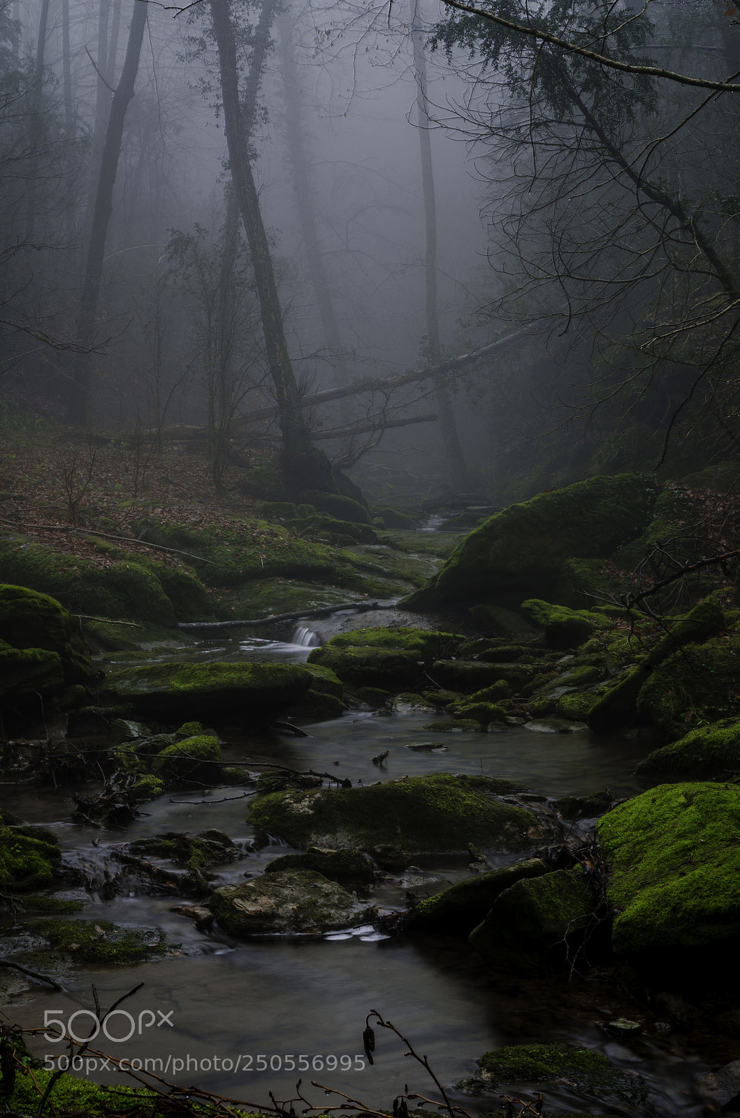 Nikon D7000 sample photo. The forest of fog photography