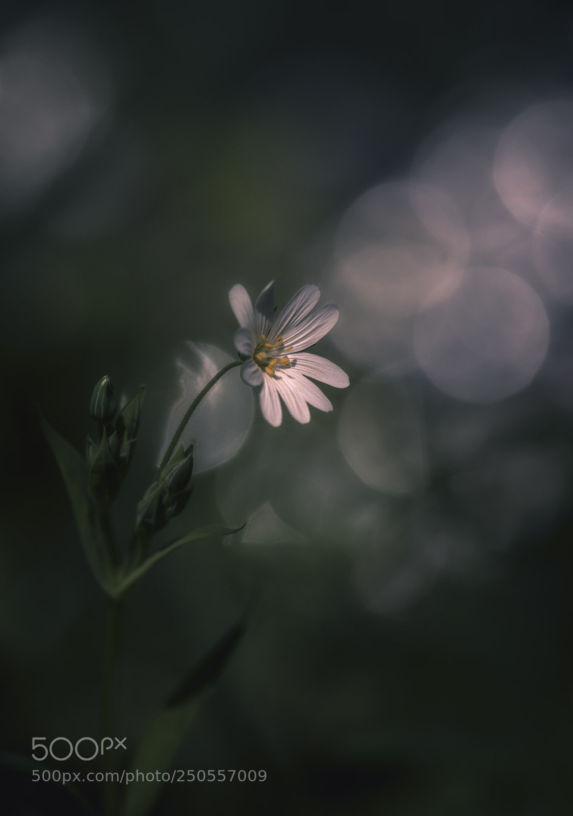 Nikon D5500 sample photo. Flower in the bokeh photography