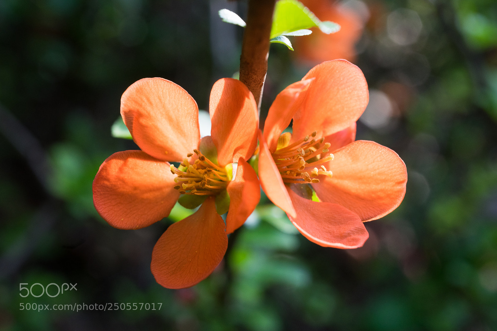 Sony a7 sample photo. Japanese quince# 3 photography