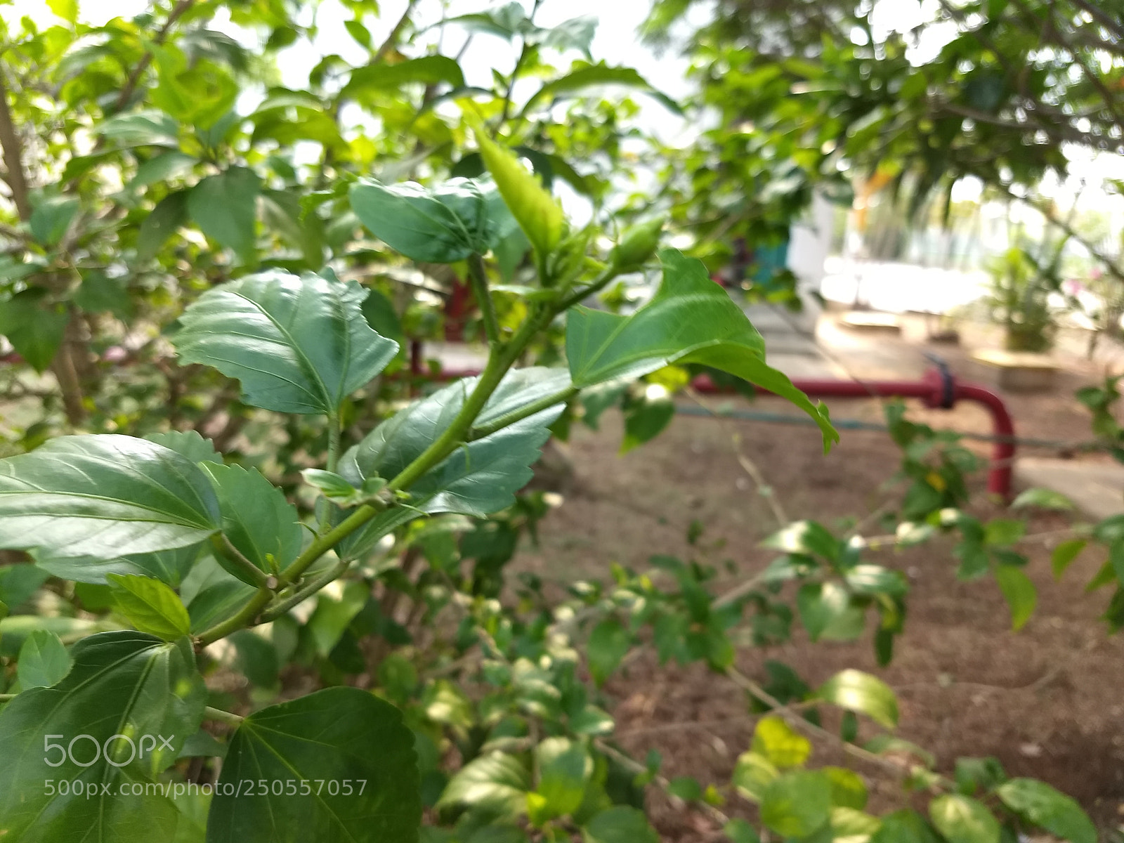 Motorola Moto Z (2) Play sample photo. Untitled photography