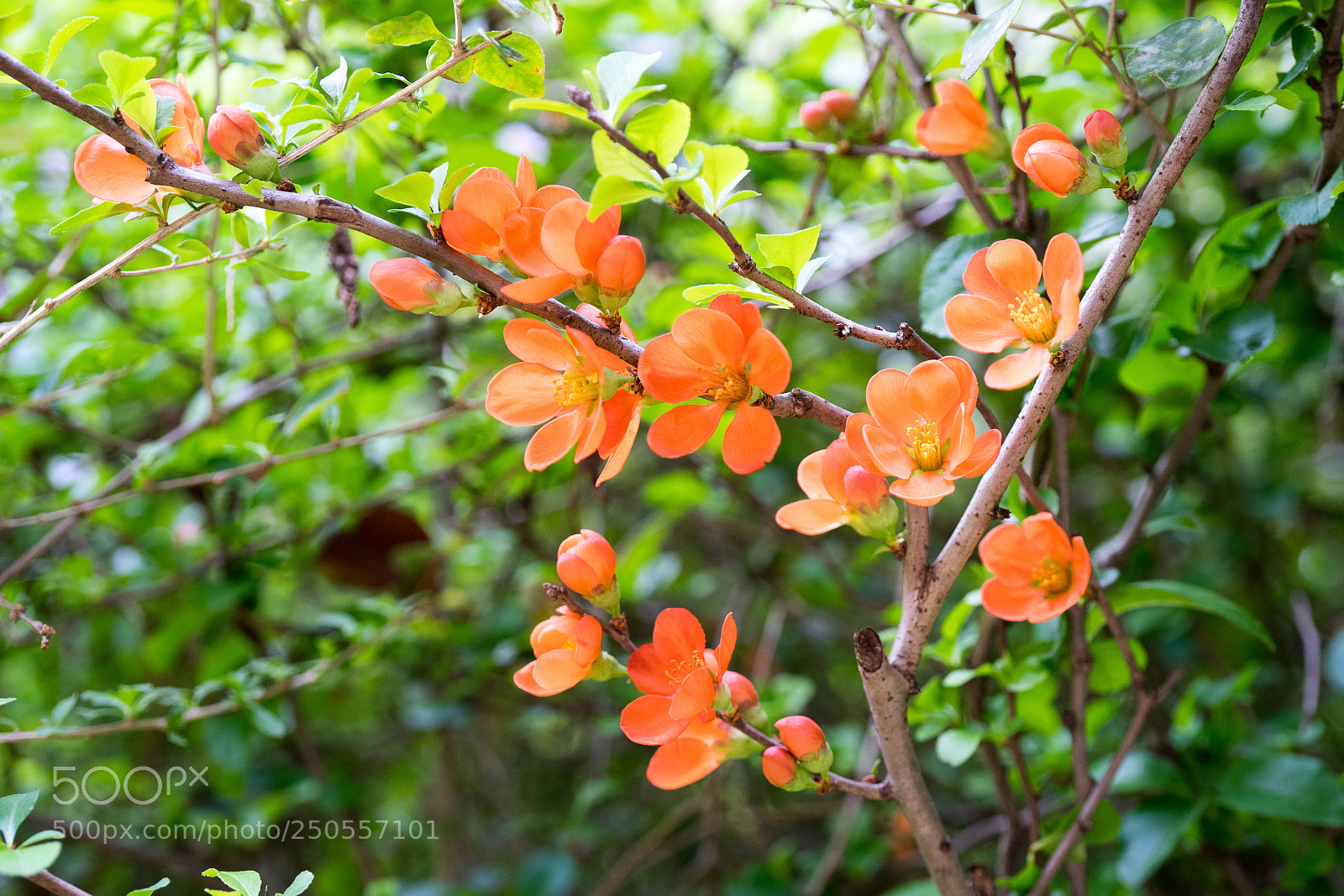 Sony a7 sample photo. Japanese quince# 4 photography