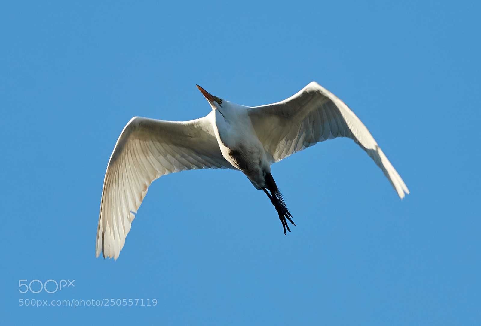 Canon EOS-1D X Mark II sample photo. 03-24-18-0009300.jpg photography