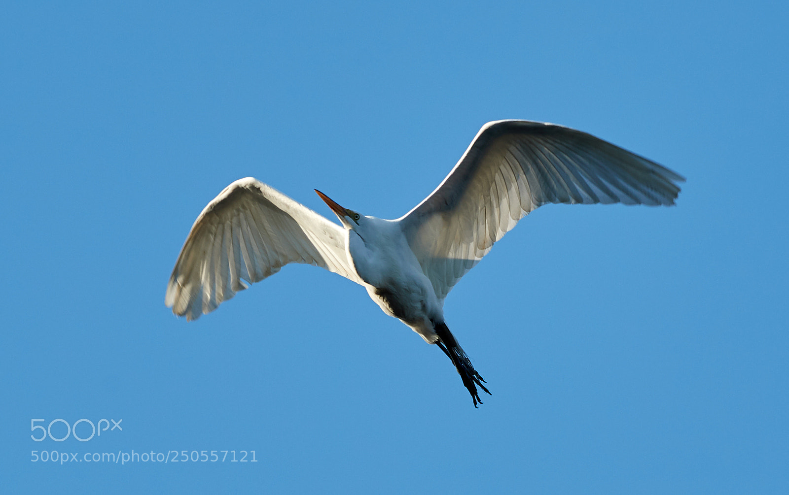 Canon EOS-1D X Mark II sample photo. 03-24-18-0009298.jpg photography