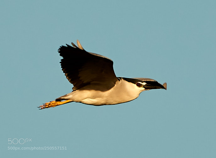 Canon EOS-1D X Mark II sample photo. 03-24-18-0009319.jpg photography