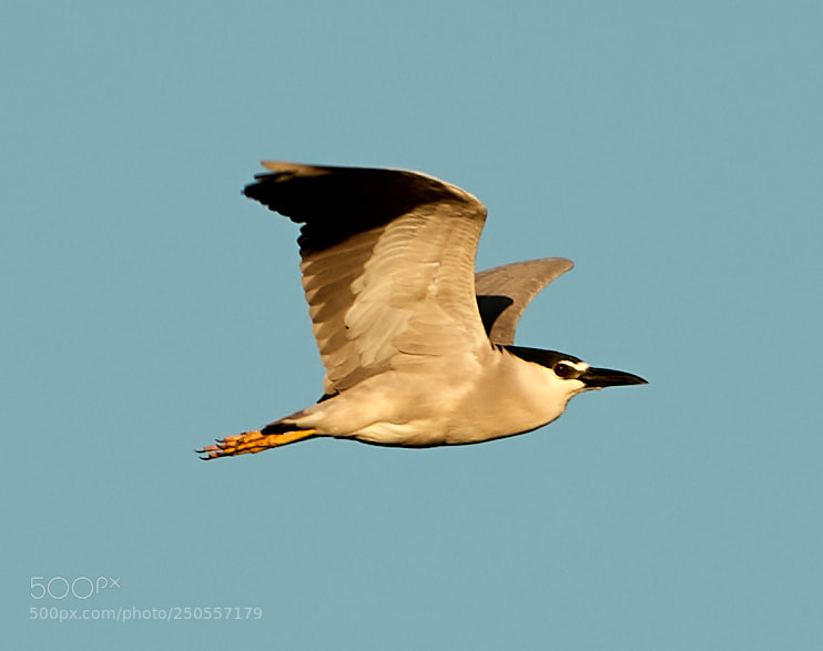 Canon EOS-1D X Mark II sample photo. 03-24-18-0009318.jpg photography