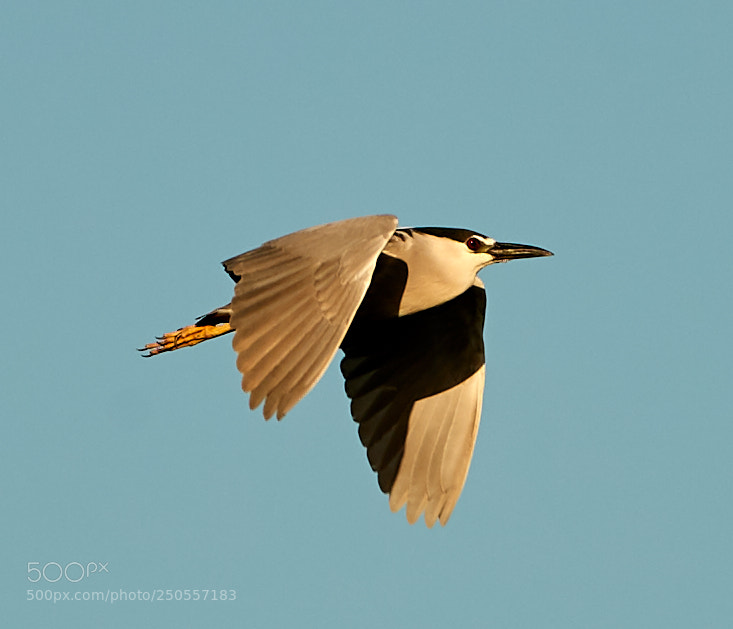Canon EOS-1D X Mark II sample photo. 03-24-18-0009317.jpg photography