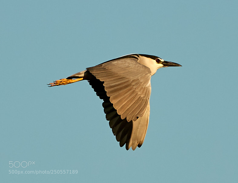 Canon EOS-1D X Mark II sample photo. 03-24-18-0009314.jpg photography