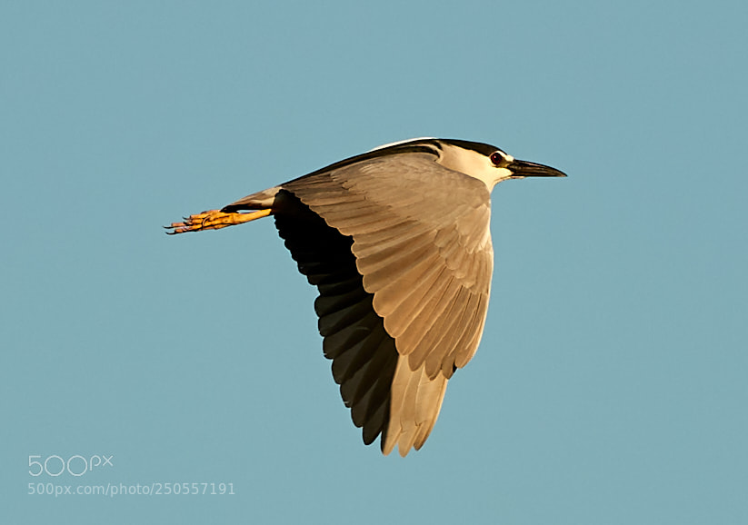 Canon EOS-1D X Mark II sample photo. 03-24-18-0009313.jpg photography
