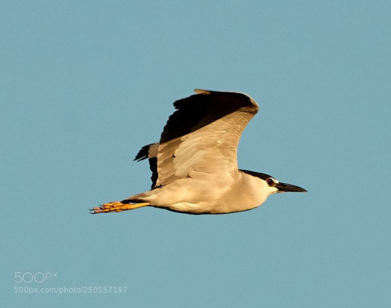 Canon EOS-1D X Mark II sample photo. 03-24-18-0009311.jpg photography