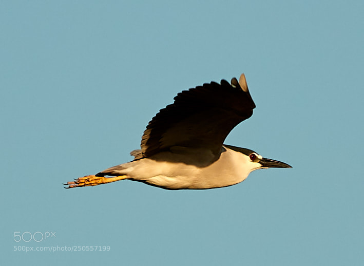Canon EOS-1D X Mark II sample photo. 03-24-18-0009312.jpg photography
