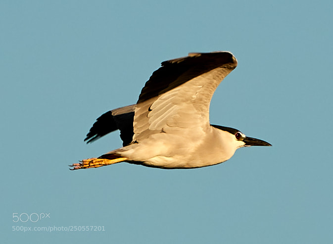 Canon EOS-1D X Mark II sample photo. 03-24-18-0009310.jpg photography