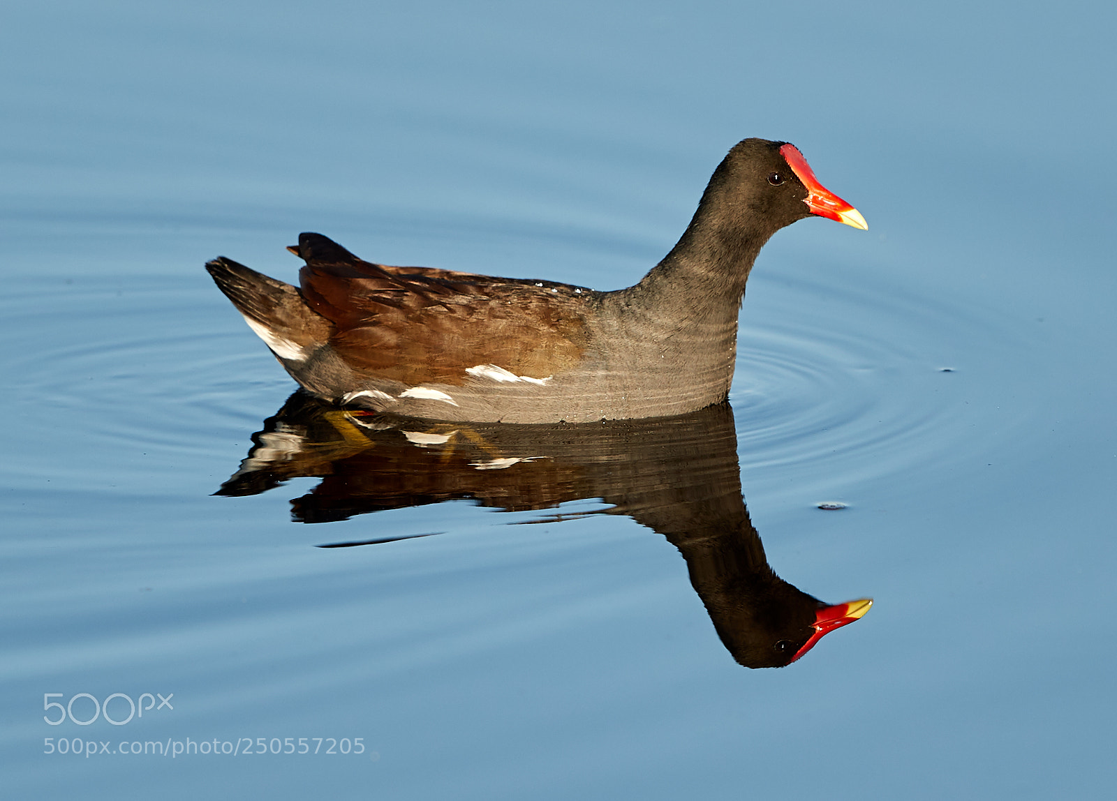 Canon EOS-1D X Mark II sample photo. 03-24-18-0009306.jpg photography