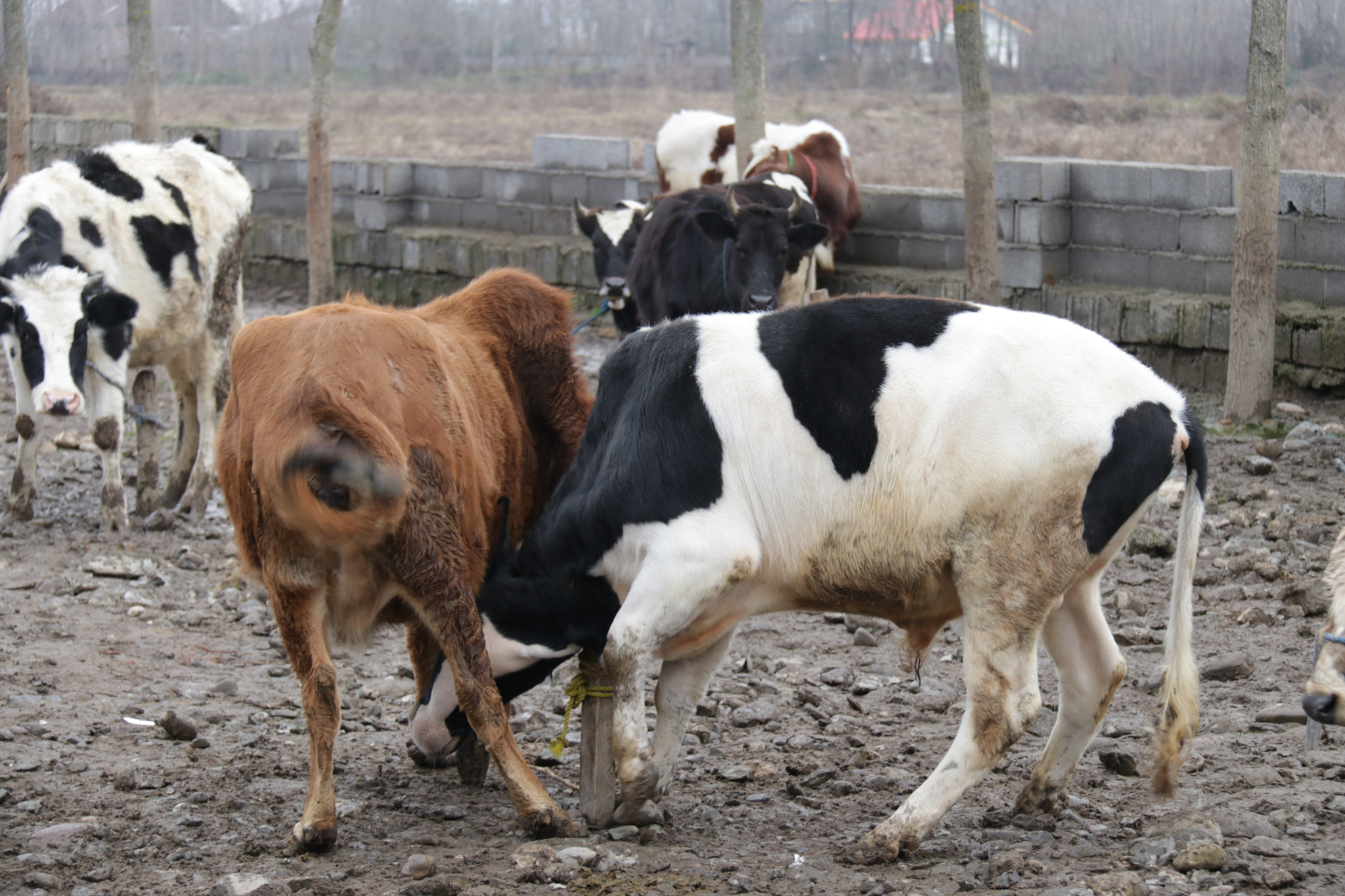 Canon EF-S 18-200mm F3.5-5.6 IS sample photo. Cow fight photography