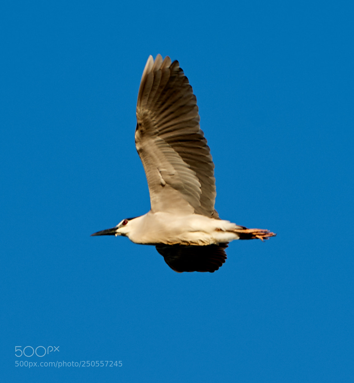 Canon EOS-1D X Mark II sample photo. 03-24-18-0009341.jpg photography