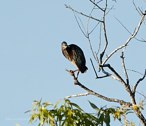Canon EOS-1D X Mark II sample photo. 03-24-18-0009337.jpg photography